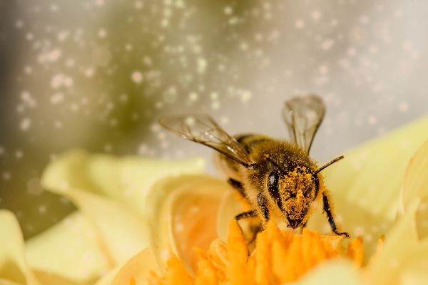 Warm weather is affecting bees in the region
